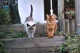 Tecumtha und N'tschotschi